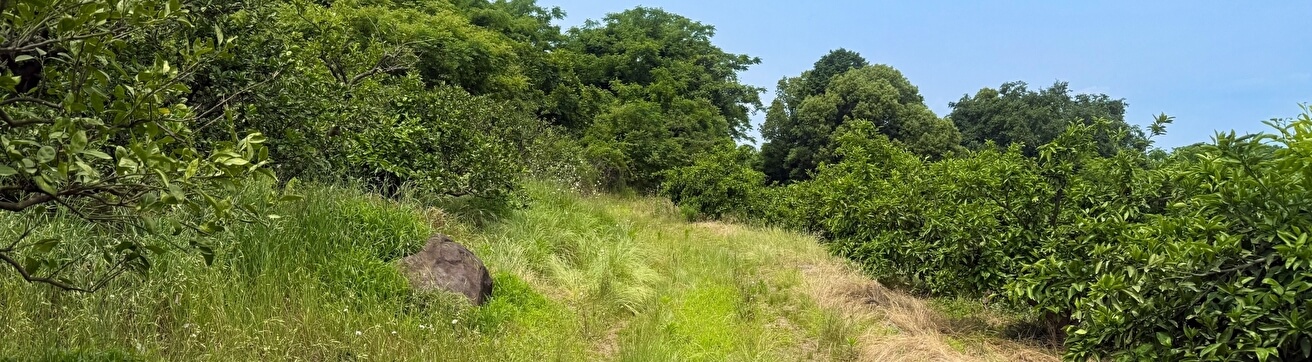 法人向け・草刈りサービス