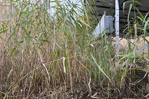 低電圧太陽光発電所(草刈り前の状態)の様子