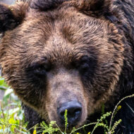 害獣被害のイメージ