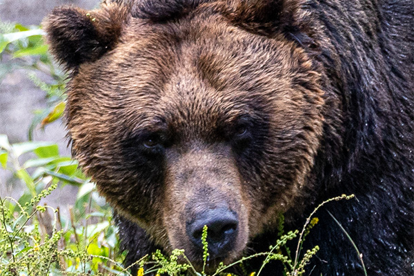 害獣被害のイメージ