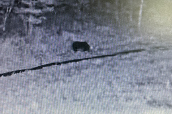 AIカメラがクマを検知した画像